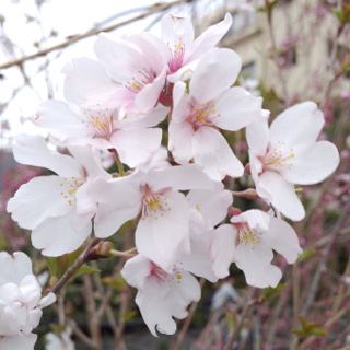 Sakura