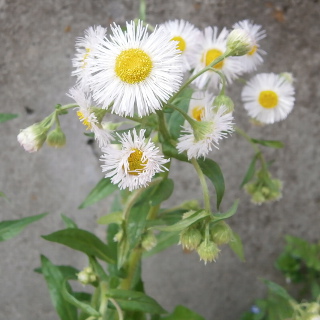 Philadelphia fleabane