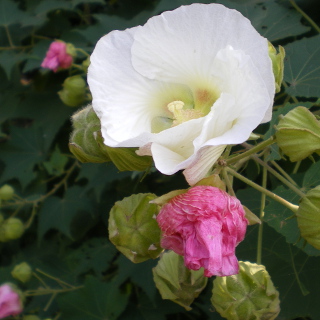 Cotton rosemallow
