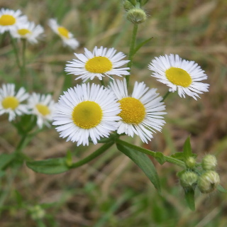 Annual fleabane