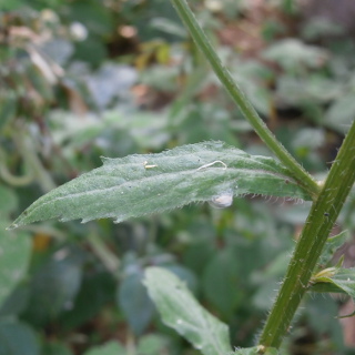 Annual fleabane