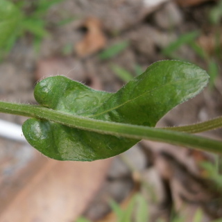 Philadelphia fleabane