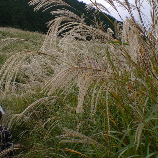 Susuki grass