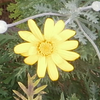 Yellow Bush Daisy