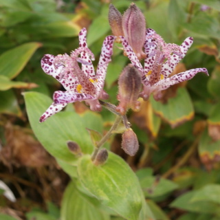 Toad lilies