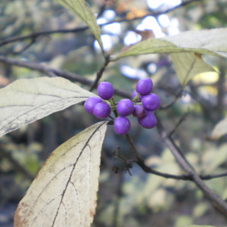 The seeds of Japanese Beautyberry