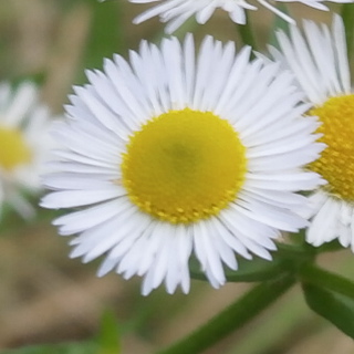 Annual fleabane