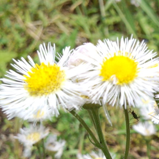 Philadelphia fleabane